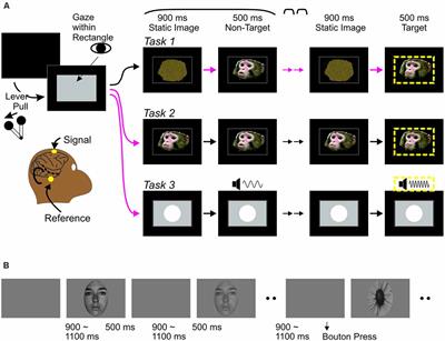 Comparison of Scalp ERP to Faces in Macaques and Humans